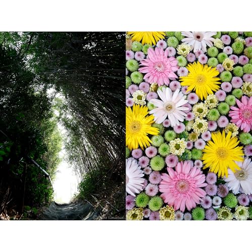 Sigma 10-18mm f/2.8 DC DN Contemporary Lens (Canon-RF)