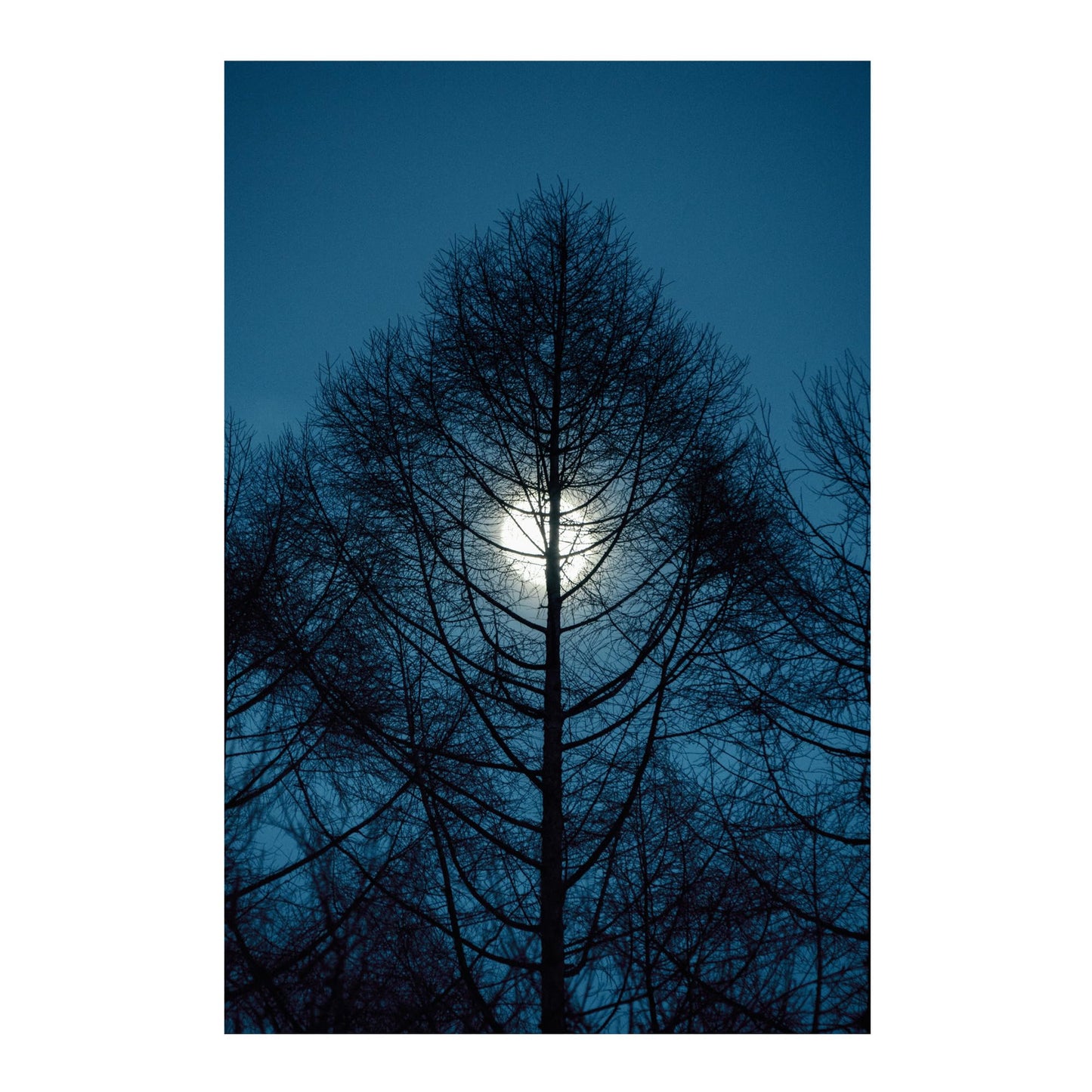 Sigma 16-300mm f/3.5-6.7 DC OS Contemporary Lens (Canon RF)